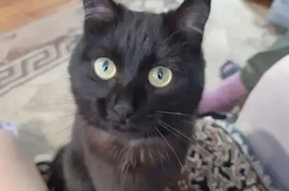 Кошки потеряшки, Чита, фото: Потеряшка кошка, Чита, Забайкалье