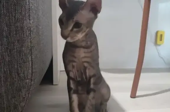 Найдена кошка, Красноярск, фото: Найдена кошка на Калинина, 17, Красноярск