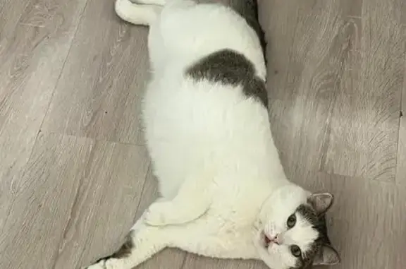 Кошки потеряшки, Екатеринбург, фото: Потеряшка кошка на ул. Шаумяна, Екатеринбург