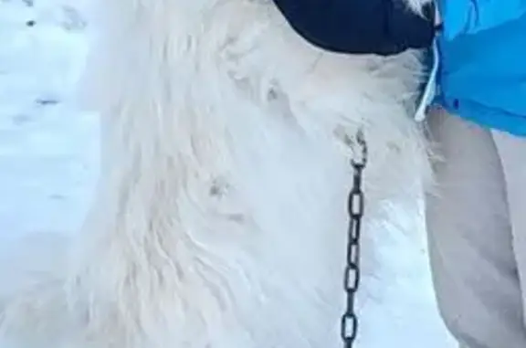 Собаки потеряшки, Миасс, фото: Потеряшка собака, Западная 32, Миасс