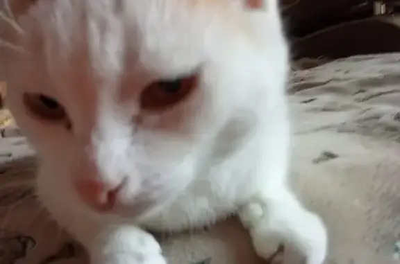 Пропала кошка, Южная ул. 57, Куртамыш