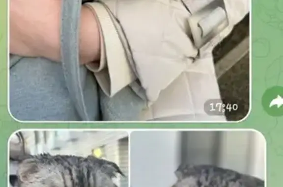 Найдена кошка, Лесная улица, Москва