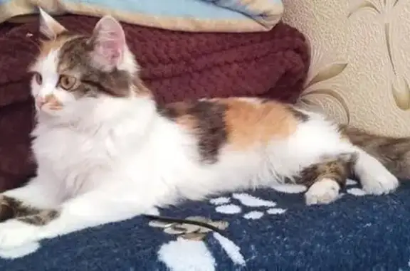 Потерянные животные Камень-на-Оби, фото: Пропала кошка, Гагарина 113А, Камень-на-Оби