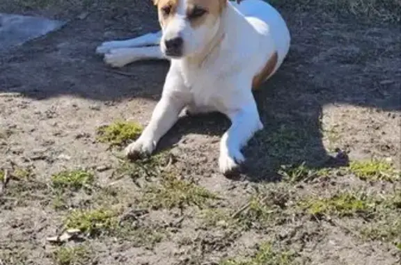 Собаки потеряшки, , фото: Потеряшка собака в Гниловском с/п, 20Н-29-19