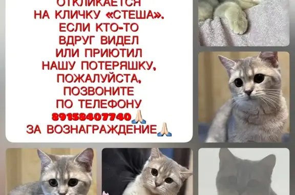 Пропала кошка, Иваново, 2-я Ключевая 1А
