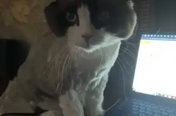 Кошки потеряшки, Тюмень, фото: Потеряшка кошка, ул. Феликса Аржанова, Тюмень