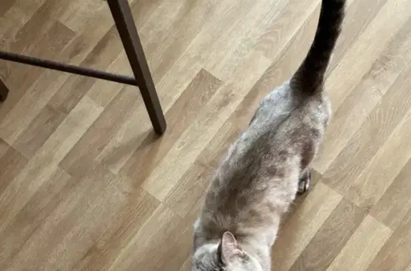 Кошка найдена: Наличная ул. 36 к3, СПб