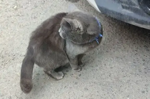 Кошка найдена у пл. Плеханова, Липецк