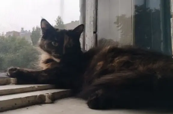 Кошки потеряшки, Ростов-на-Дону, фото: Потеряшка кошка, Филимоновская 82, Ростов