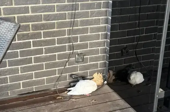 Найденные животные Нижний Новгород, фото: Белый голубь с кольцом, Родионова 70