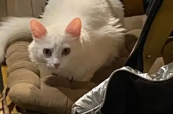 Кошки потеряшки, Пушкино, фото: Потеряшка элитная кошка, Пушкино 3