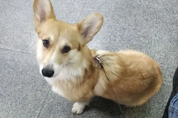 Собаки потеряшки, Хабаровск, фото: Потеряшка собака на Кавказской, 35/3, Хабаровск