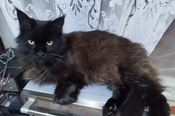 Кошки потеряшки, Приволжск, фото: Потеряшка кот, ул. Суворова 14, Приволжск