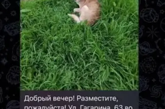 Пропала собака, ул. Гагарина 63, Краснодар