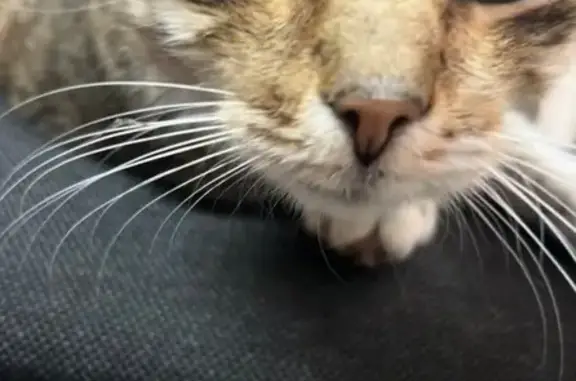 Найдена кошка, Краснодар, фото: Найдена кошка, ул. Калинина, 13, Краснодар