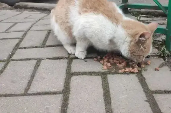 Кошка найдена в парке, Пинский пер., 3