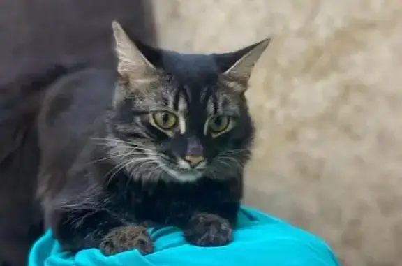 Кошки потеряшки, Уфа, фото: Потеряшка кошка, Бирская ул. 14, Уфа