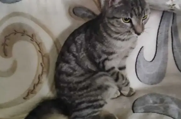 Кошка найдена на ул. Гагарина, 73/2