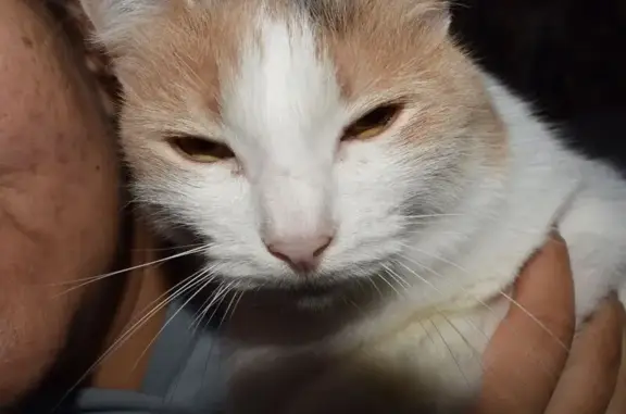 Кошки потеряшки, Оренбург, фото: Потеряшка кошка, Парковый пр., 8, Оренбург