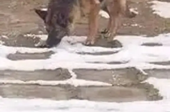 Найдена собака, Киров, фото: Собака найдена у Хосписа, ул. 60-летия Комсомола, 9