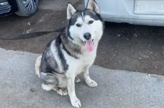 Найдена собака, Омск, фото: Хаски найдена на Енисейской улице, Омск
