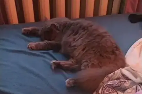 Серая кошка найдена, Киров, Производственная