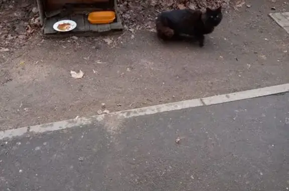 Кошка найдена у Ульянова, 26/11, Н. Новгород