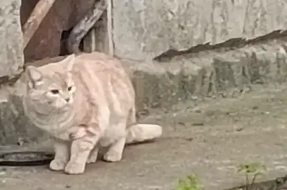 Найдена кошка, Артиллерийский пер., 7