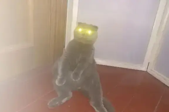 Найдена кошка, Краснодар, фото: Найдена кошка, ул. Крупской, 10, Краснодар