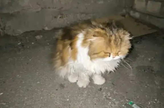 Кошка найдена: ул. Кошевого, 7 к1, Чебоксары