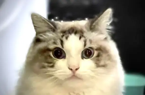 Кошки потеряшки, Тбилиси, фото: Потеряшка кошка, пр. Бараташвили 8, Тбилиси