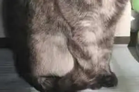 Кошки потеряшки, Нижний Новгород, фото: Потеряшка кошка, ул. Героя Давыдова, НН