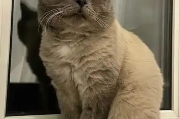 Пропала кошка, Большая Садовая 248 - photo