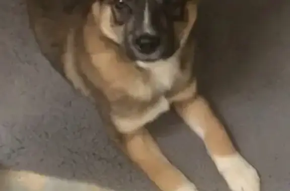 Собаки потеряшки, Окуловка, фото: Потеряшка собака, Краснофлотская 24, Окуловка