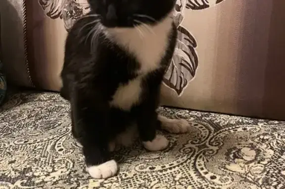 Кошка найдена, ул. Ильюшина, 6, Вологда