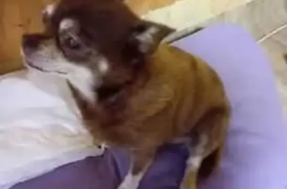 Собаки потеряшки, Санкт-Петербург, фото: Потеряшка чихуахуа на Жукова, 30 к2, СПб