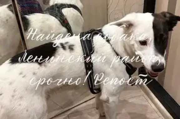 Найдена собака, Нижний Новгород, фото: Найдена собака, пр. Ленина, 44А, Н.Новгород