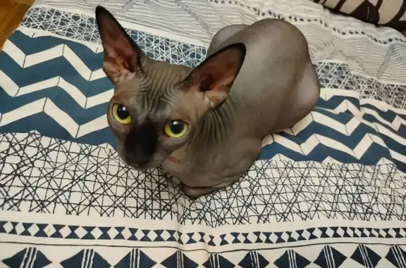 Пропала кошка, пр. Строителей, 33, Пенза
