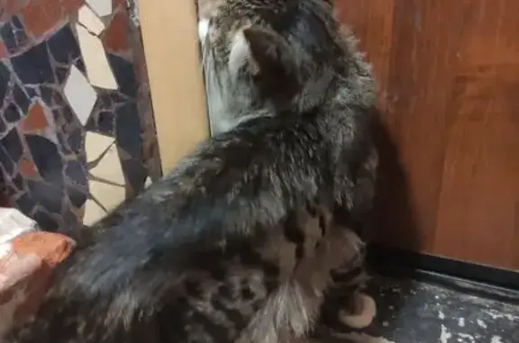 Найдена кошка, Астрахань, фото: Найден кот, Бульварная 7 к2, Астрахань
