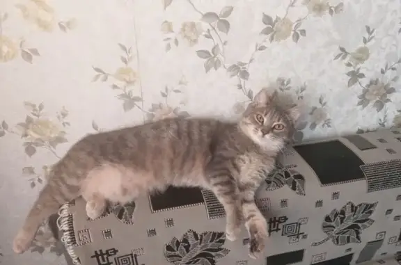 Кошки потеряшки, Уфа, фото: Потеряшка кошка Муся, Уфа, пр. Октября 15