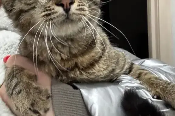 Найдена кошка, Курск, фото: Кошка найдена: г. Курск, Курская обл.