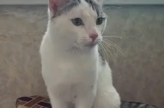 Найдена кошка, Киров, фото: Кошка найдена: ул. Кочкиной, 8 к3, Киров