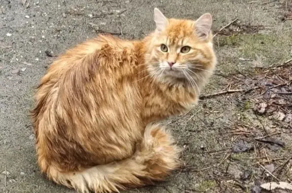 Кошка найдена: Главная улица, 3, Сюктерка