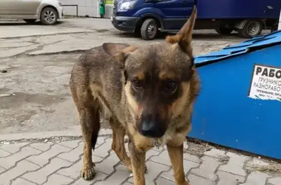 Собака найдена, ул. Карла Маркса, Хабаровск