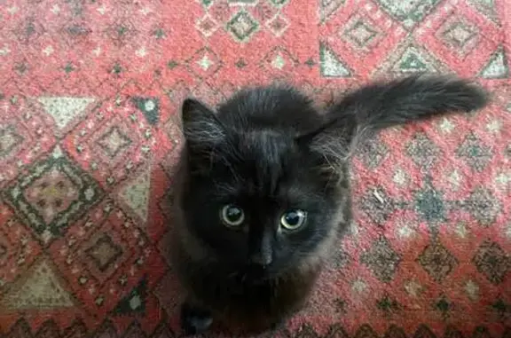 Кошки потеряшки, Моста, фото: Потеряшка кошка, ул. Чапаева, Моста