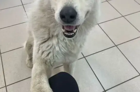 Собака найдена: ул. Миклухо-Маклая, 21к3