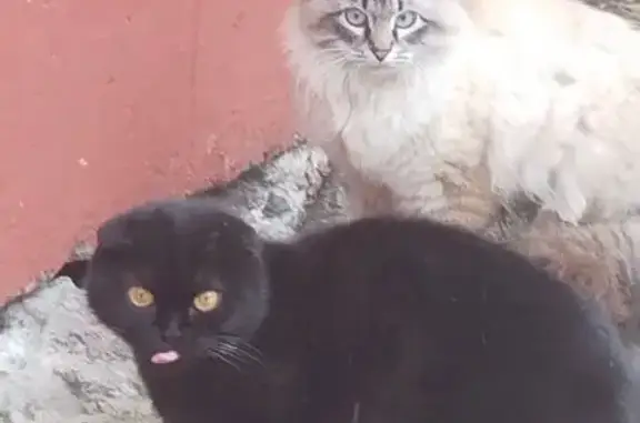 Найдена кошка, Брянск, фото: Найдена вислоухая кошка, ул. Дружбы, 28