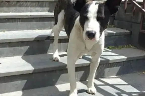 Найдена собака, Ереван, фото: Собака найдена на Аветиса Агароняна, 2