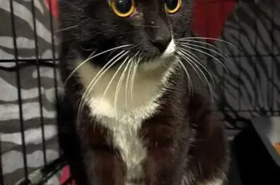 Кошка найдена: ул. Серебряный Бор, 21