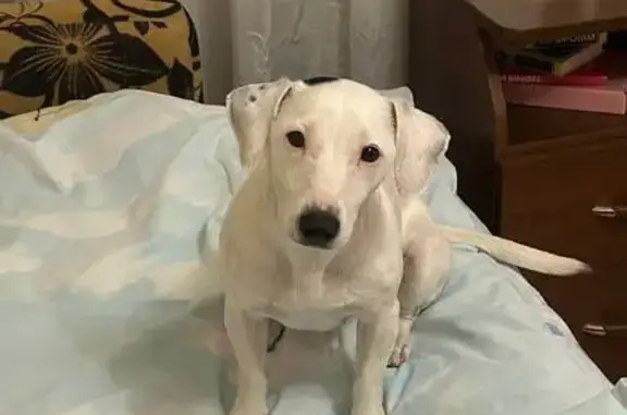 Найдена собака, Красное Село, фото: Собака найдена: Кингисеппское шоссе, 12 к4